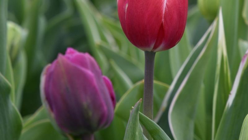 Lalelele, unele dintre cele mai populare flori de primăvară. Ce semnificație au în funcție de culoare