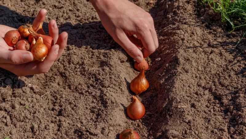 Lalelele, unele dintre cele mai populare flori de primăvară. Ce semnificație au în funcție de culoare