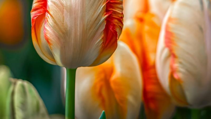 Lalelele, unele dintre cele mai populare flori de primăvară. Ce semnificație au în funcție de culoare
