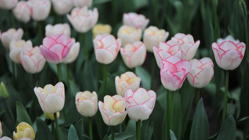 Lalelele, unele dintre cele mai populare flori de primăvară. Ce semnificație au în funcție de culoare