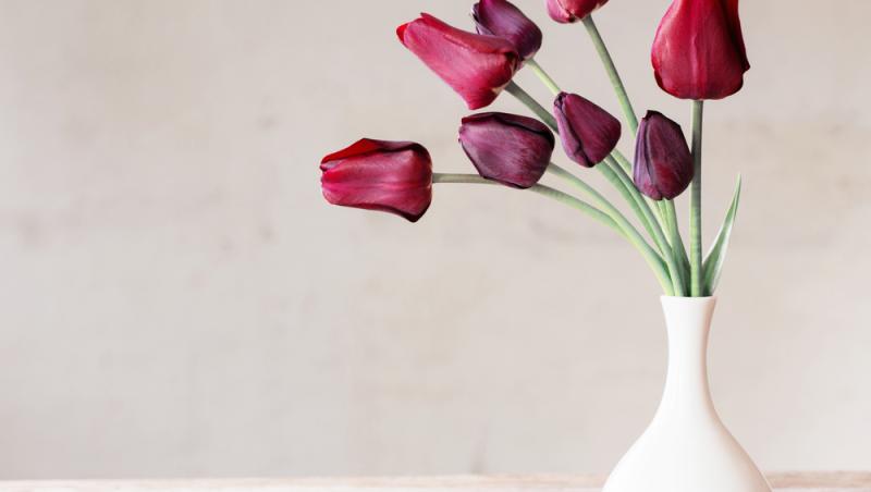 Lalelele, unele dintre cele mai populare flori de primăvară. Ce semnificație au în funcție de culoare