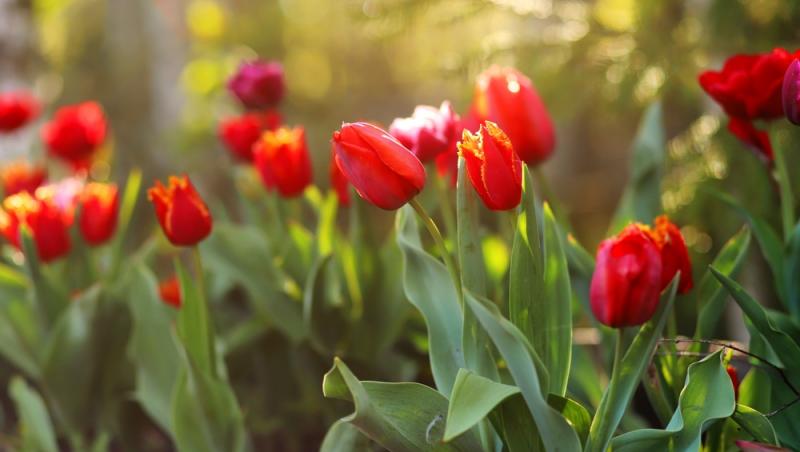 Lalelele, unele dintre cele mai populare flori de primăvară. Ce semnificație au în funcție de culoare