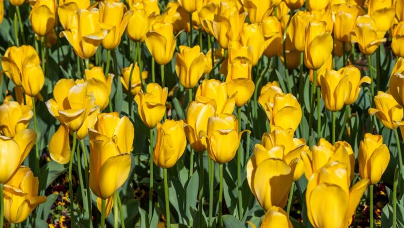 Lalelele, unele dintre cele mai populare flori de primăvară. Ce semnificație au în funcție de culoare