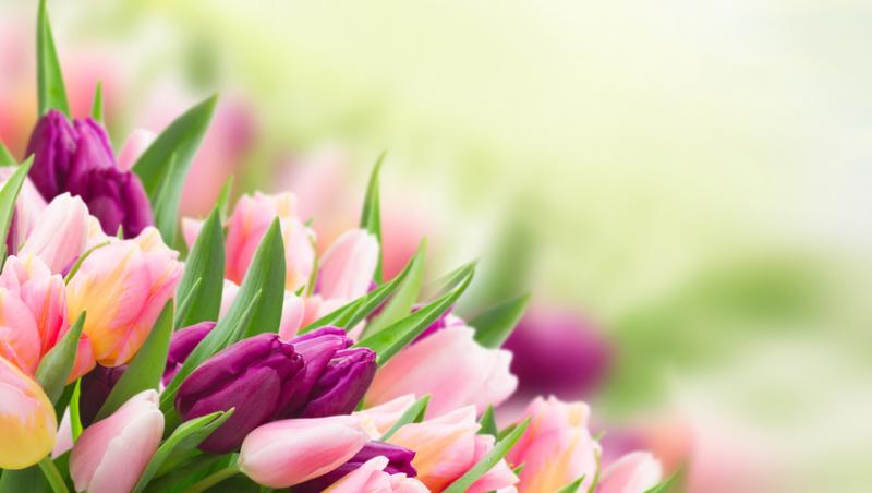 Lalelele, unele dintre cele mai populare flori de primăvară. Ce semnificație au în funcție de culoare