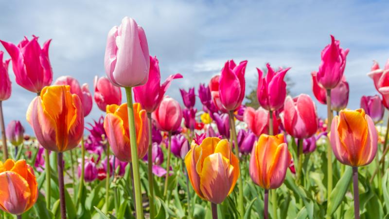 Lalelele, unele dintre cele mai populare flori de primăvară. Ce semnificație au în funcție de culoare