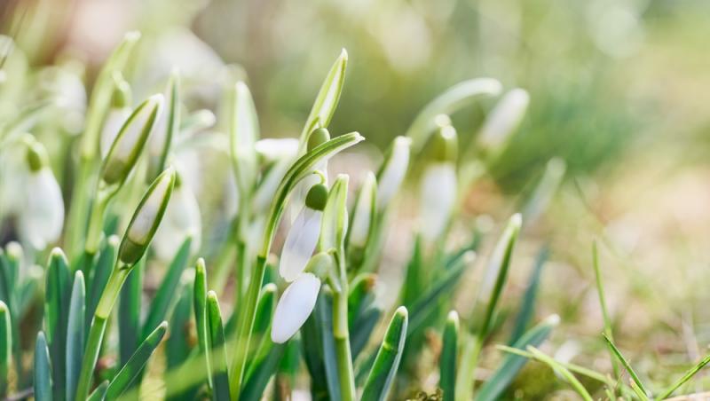 Cum va fi vremea de 8 martie și în weekend. Ce temperaturi se anunță în toată țara de Ziua Internațională a Femeii