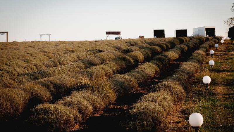 Iubire cu parfum de lavandă sezon 2, rezumat episoade 25, 26 și 27 din 7 martie 2025. Albert îl amenință pe Cristi. Ce urmează