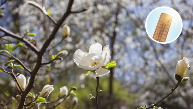 Magnolii albe și termometru grade celsius