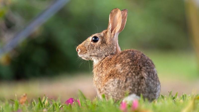 imagine cu un iepure