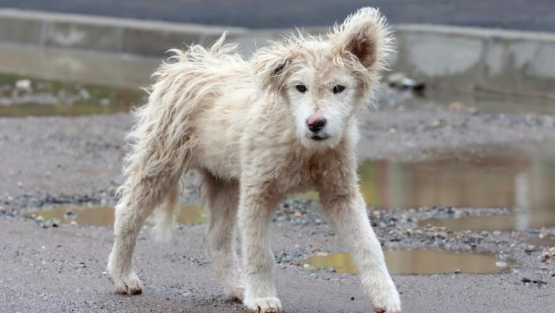 „Taxa pe câine”, introdusă într-un oraș din România. De ce sunt obligați să o plătească și cei care nu au animale de companie