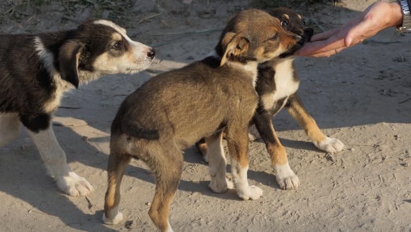 „Taxa pe câine”, introdusă într-un oraș din România. De ce sunt obligați să o plătească și cei care nu au animale de companie