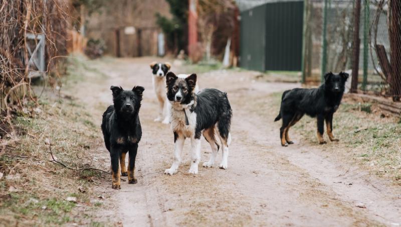 „Taxa pe câine”, introdusă într-un oraș din România. De ce sunt obligați să o plătească și cei care nu au animale de companie