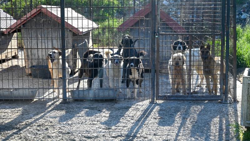 „Taxa pe câine”, introdusă într-un oraș din România. De ce sunt obligați să o plătească și cei care nu au animale de companie