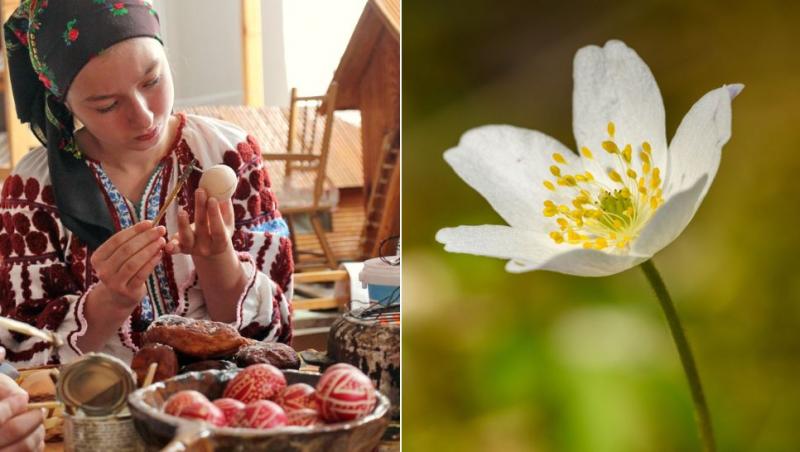 colaj tânără în costum popular care încondeiază ouă și floarea paștelui