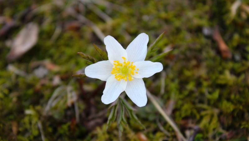 Floarea Paștelui, unul dintre cele mai populare motive pentru încondeierea ouălor. Ce semnificație are