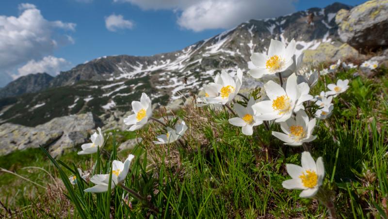 Floarea Paștelui, unul dintre cele mai populare motive pentru încondeierea ouălor. Ce semnificație are