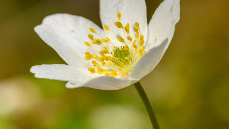 Floarea Paștelui, unul dintre cele mai populare motive pentru încondeierea ouălor. Ce semnificație are