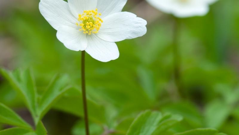 Floarea Paștelui, unul dintre cele mai populare motive pentru încondeierea ouălor. Ce semnificație are