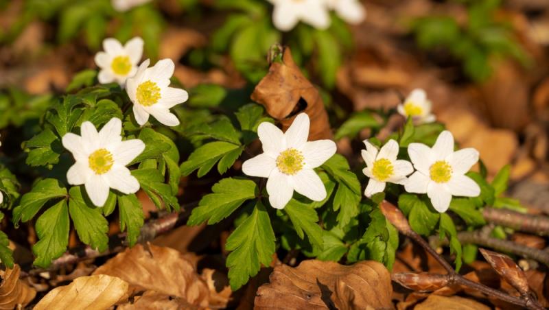 Floarea Paștelui, unul dintre cele mai populare motive pentru încondeierea ouălor. Ce semnificație are