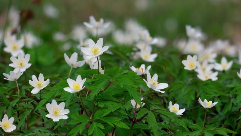 Floarea Paștelui, unul dintre cele mai populare motive pentru încondeierea ouălor. Ce semnificație are