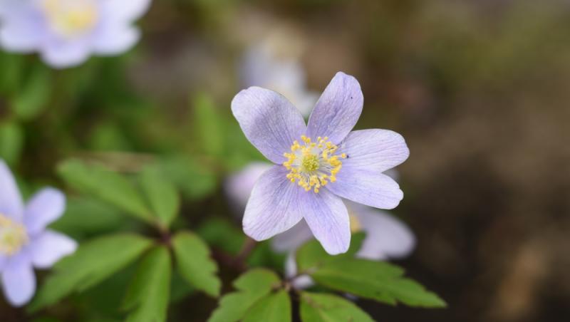 Floarea Paștelui, unul dintre cele mai populare motive pentru încondeierea ouălor. Ce semnificație are