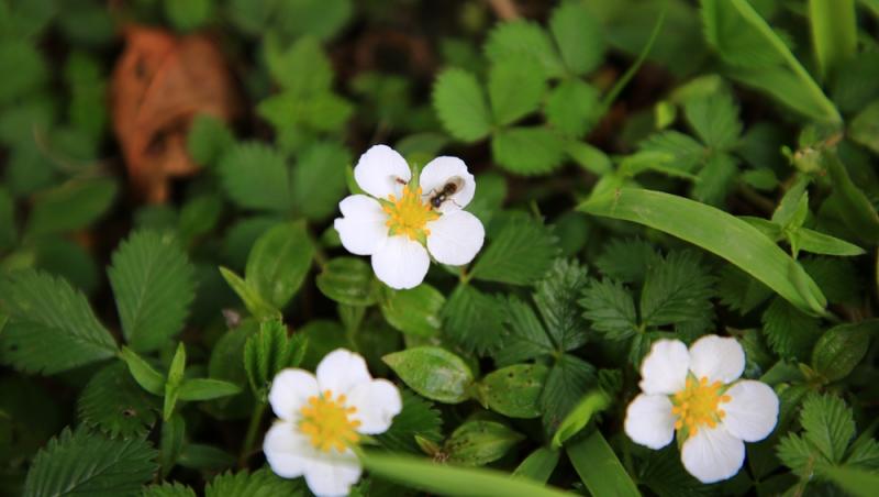 Floarea Paștelui, unul dintre cele mai populare motive pentru încondeierea ouălor. Ce semnificație are