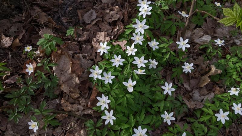 Floarea Paștelui, unul dintre cele mai populare motive pentru încondeierea ouălor. Ce semnificație are