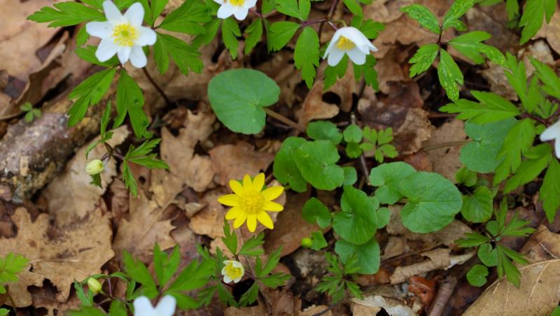 Floarea Paștelui, unul dintre cele mai populare motive pentru încondeierea ouălor. Ce semnificație are