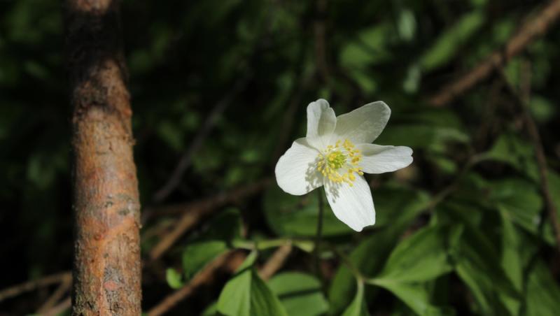 Floarea Paștelui, unul dintre cele mai populare motive pentru încondeierea ouălor. Ce semnificație are