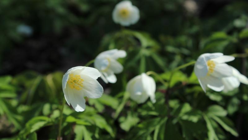 Floarea Paștelui, unul dintre cele mai populare motive pentru încondeierea ouălor. Ce semnificație are