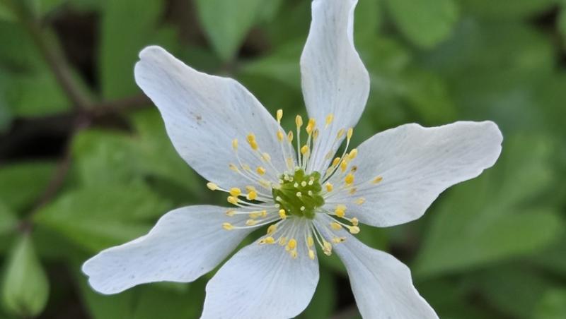 Floarea Paștelui, unul dintre cele mai populare motive pentru încondeierea ouălor. Ce semnificație are