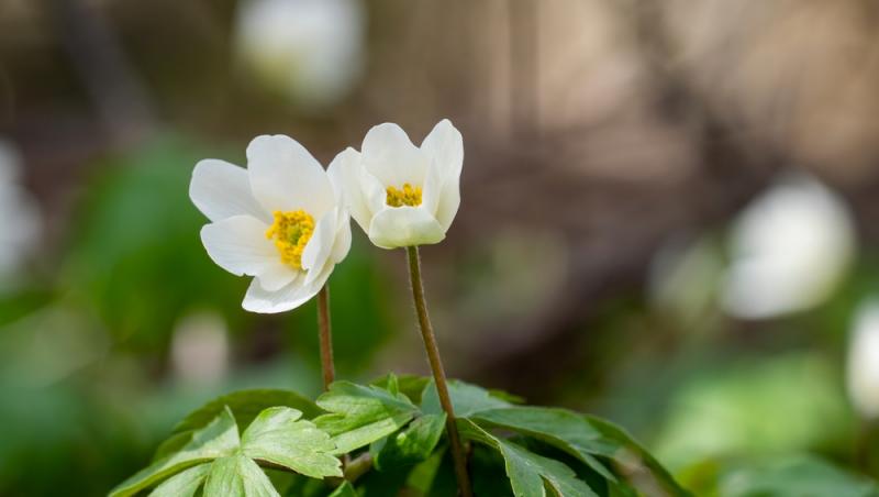 Floarea Paștelui, unul dintre cele mai populare motive pentru încondeierea ouălor. Ce semnificație are