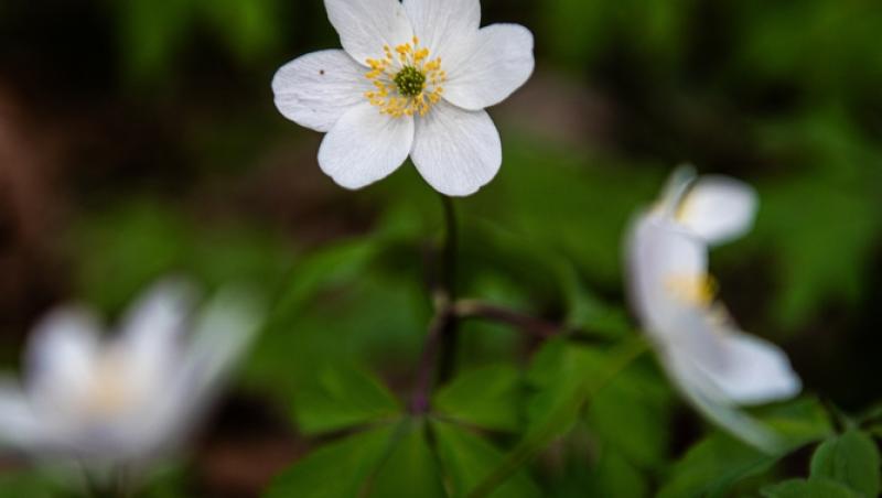 Floarea Paștelui, unul dintre cele mai populare motive pentru încondeierea ouălor. Ce semnificație are