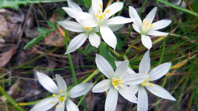 Floarea Paștelui, unul dintre cele mai populare motive pentru încondeierea ouălor. Ce semnificație are