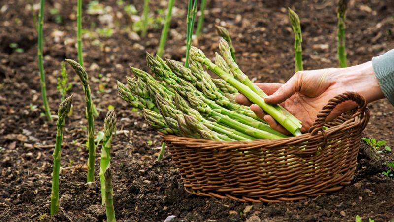 Ce salariu primesc românii care culeg căpșune și sparanghel în Germania. De ce se tem fermierii de mărirea salariilor