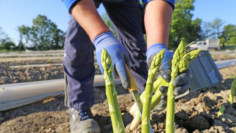 Ce salariu primesc românii care culeg căpșune și sparanghel în Germania. De ce se tem fermierii de mărirea salariilor