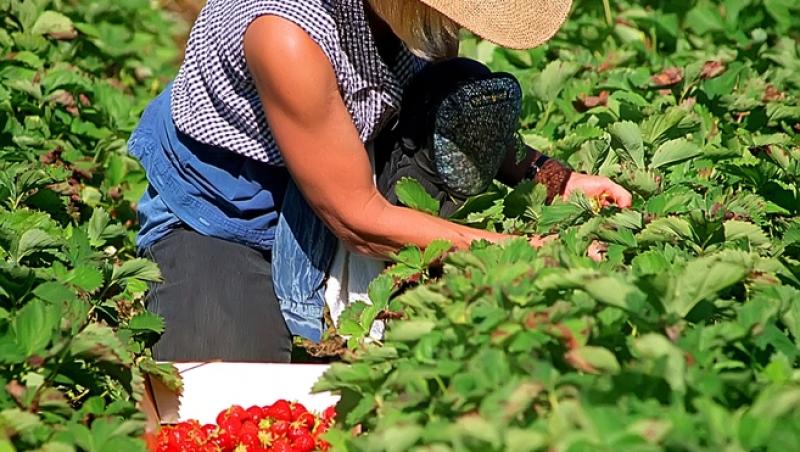 Ce salariu primesc românii care culeg căpșune și sparanghel în Germania. De ce se tem fermierii de mărirea salariilor