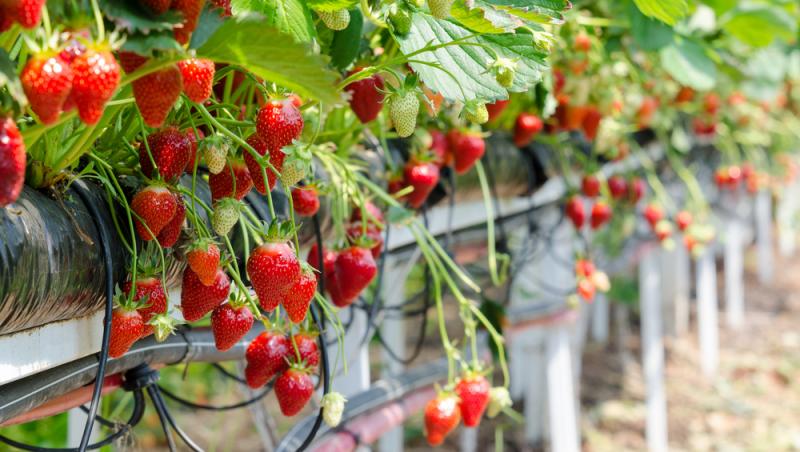 Ce salariu primesc românii care culeg căpșune și sparanghel în Germania. De ce se tem fermierii de mărirea salariilor