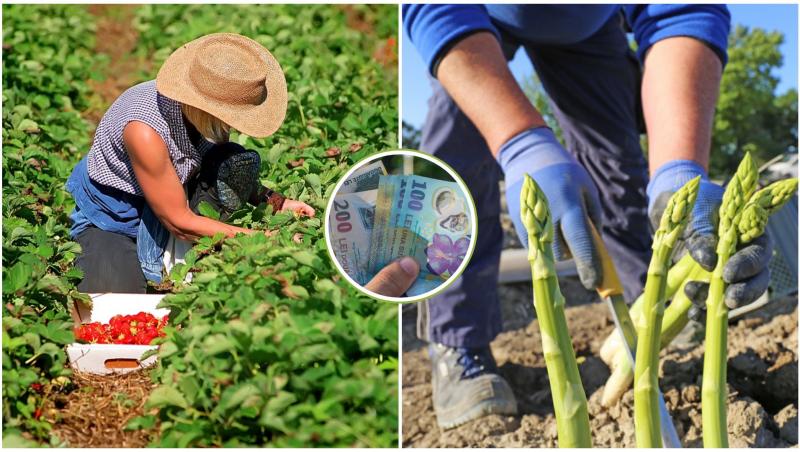 Colaj români care culeg căpșune și sparanghel și bani ținuți în mână