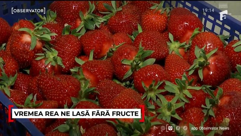 Prețul căpșunelor românești îi sperie pe români. Cât a ajuns să coste o caserolă de jumătate de kilogram