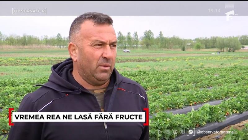 Prețul căpșunelor românești îi sperie pe români. Cât a ajuns să coste o caserolă de jumătate de kilogram