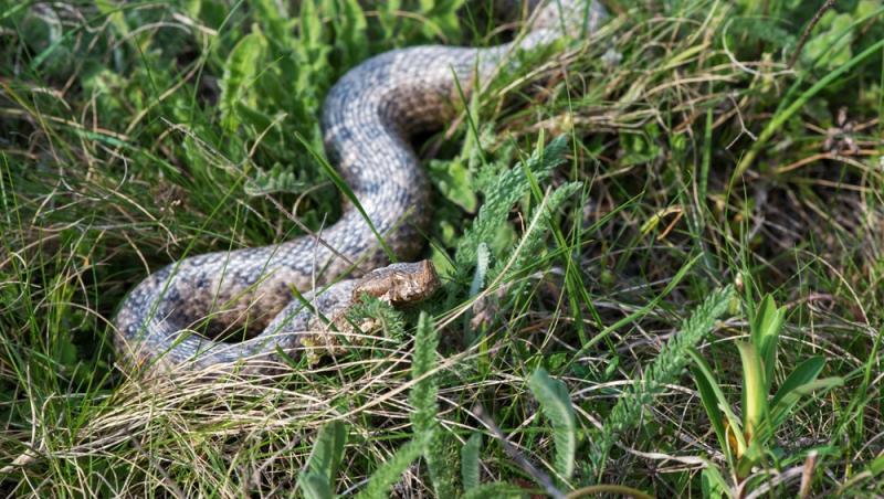 Ce trebuie să faci dacă ai fost mușcat de o viperă. Care sunt semnele și cum se acordă primul ajutor