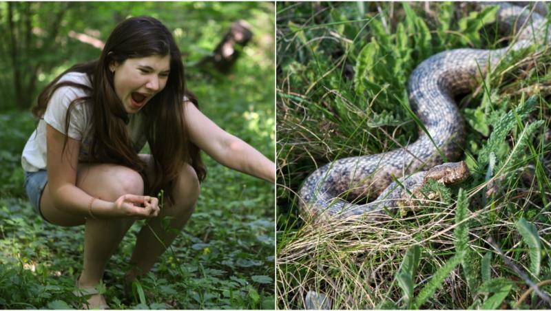 colaj foto o tanara care arata ceva in padure si vipera