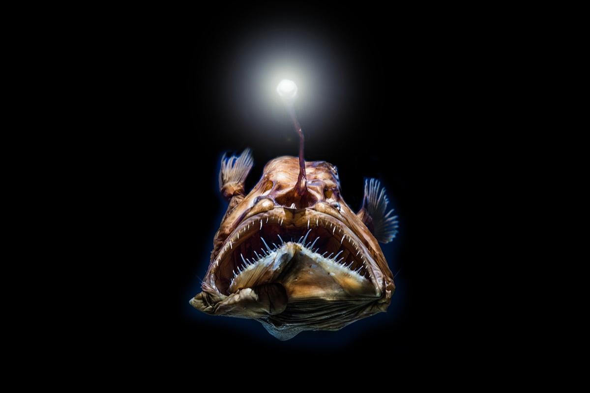 Mutația surprinzătoare pe care o au viețuitoarele din cel mai adânc loc din lume. Ce se ascunde în ocean