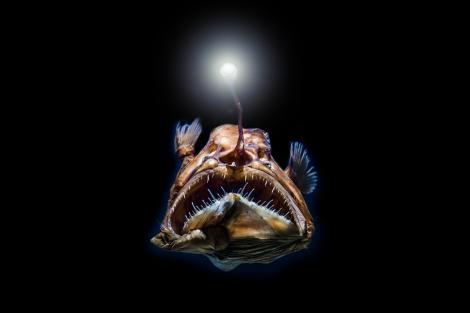 Mutația surprinzătoare pe care o au viețuitoarele din cel mai adânc loc din lume. Ce se ascunde în ocean