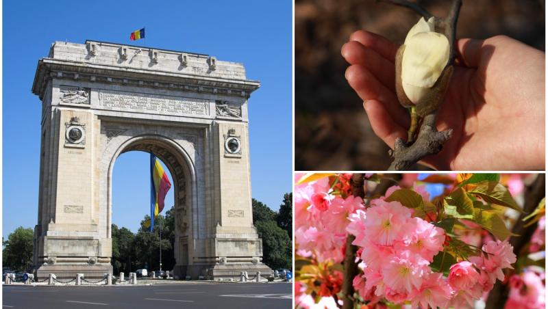 colaj foto cu arcul de triumf, poza cu o floare de magnolie si un copac inflorit cu flori roz