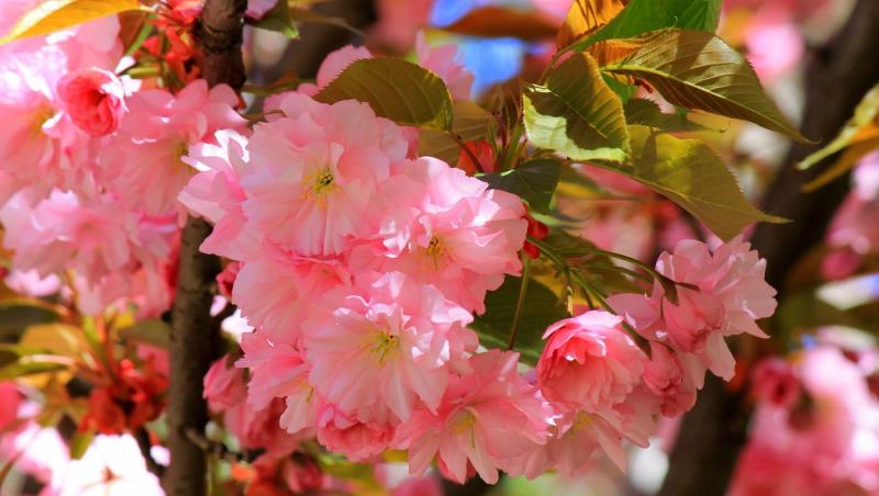 Cum va fi vremea în următoarea săptămână! Prognoza meteo completă pentru 3-11 aprilie 2025 pentru țară și București