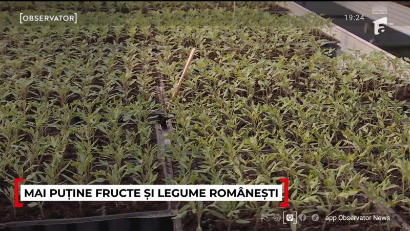 Se anunță noi scumpiri! Românii vor fi nevoiți să scoată mai mulți bani din portofel pentru legume și fructe. Care e motivul