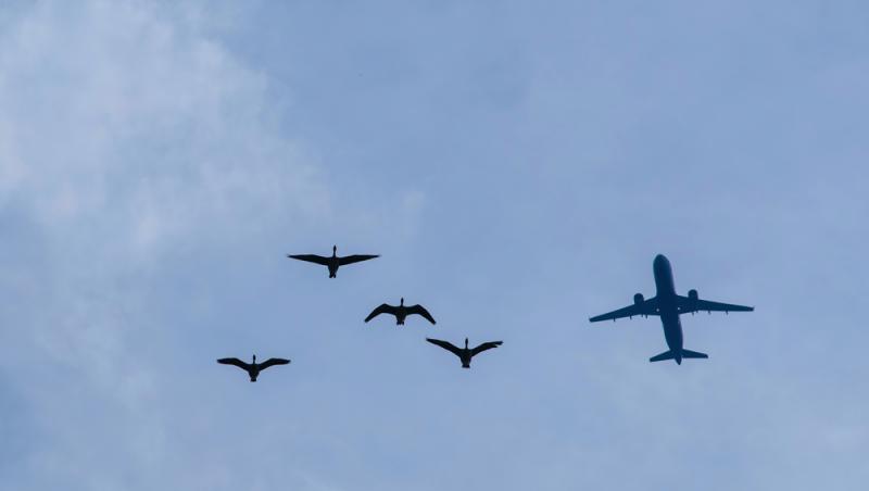 O pasăre poate zbura chiar și până la 11.300 de metri altitudine. Ce specie poate zbura mai sus decât avioanele