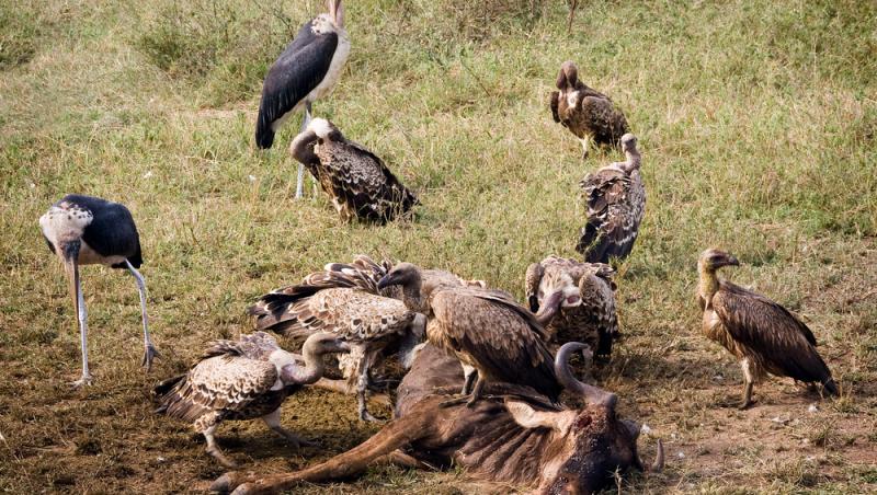 O pasăre poate zbura chiar și până la 11.300 de metri altitudine. Ce specie poate zbura mai sus decât avioanele